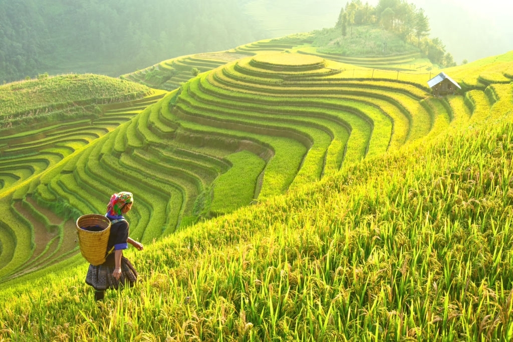 Thuyết minh về cây lúa nước Việt Nam